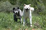 AKITA INU 349